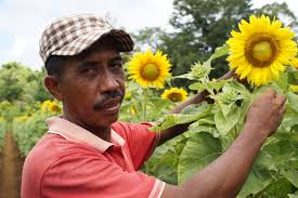 Minyak ini memiliki campuran lemak tak jenuh tunggal dan tak jenuh ganda dengan konstituen utama asam oleat dan asam linoleat. Bekas Lahan Kritis Jadi Kebun Bunga Matahari Pertama Di Maluku Terasmaluku Com Semua Membacanya