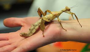 Maybe you would like to learn more about one of these? About Those Walking Sticks Bug Squad Anr Blogs