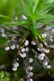 Image result for Melanospermum