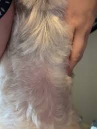 Fantastic job on husky and shepherd! Aussie Pet Mobile Of Michiana 107 Hummingbird Ln Niles Mi Pet Grooming Mapquest