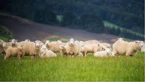 If you have a pest problem, consider placing a radio near the peacock's pen. Farmers Struggle With Out Of Control Peacock Population Newshub