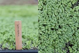 The kitchen is where you should pay attention to the interior especially the dining table instead of merely functioning as cooking space. The Many Charms Of Microgreens Terrain