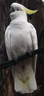 Sulphur Crested Cockatoo Cacatua Galerita Is A Relatively Large White Cockatoo Found In Wooded Habitats In Australia N Animals Beautiful Pet Birds Cockatoo