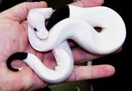What Do You Get When You Cross A Panda With A Ball Python A Panda Pied Python Of Course This Beautiful Creature Is A Morp Ball Python Pet Snake Pretty Snakes