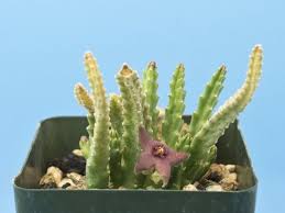 Image result for Huernia erectiloba