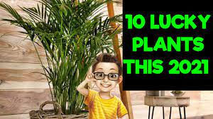 If you have been looking for good luck trees online, ferns n petals is. 10 Lucky Plants This 2021 That Must Be At Home Feng Shui Youtube