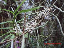 Image result for Solenangis