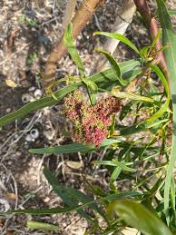 Image result for Erianthemum virescens