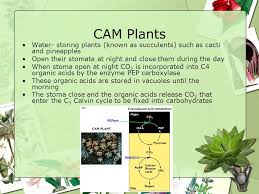 There is also a very thick, waxy as biologists continue to study photosynthesis in plants, they are learning that more plants than just cacti use cam. Photorespiration When Weather Is Hot And Dry Guard Cells Decrease The Size Of Stomata Also Decreasing The Concentration Of Carbon Dioxide Oxygen O2 Ppt Video Online Download