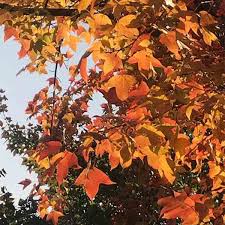 Image result for Liquidambar formosana