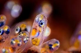 Super Macro Photography Of Nemo Fish Eggs Before Hatching Ocean Art Underwater Photography Underwater