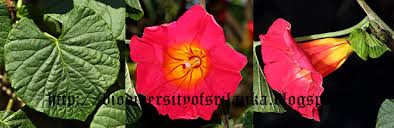 Image result for Stictocardia beraviensis