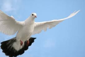 Check spelling or type a new query. Fantastis Burung Merpati Di Bandung Terjual Rp 1 Miliar Republika Online