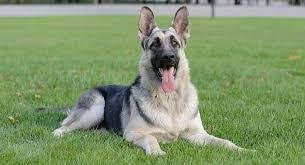 german shepherd google search silver german shepherd german shepherd cane corso