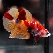 Black And Yellow Fish From Nemo Pin On Beautiful Betta Fish