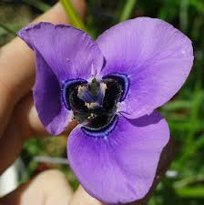 Image result for Moraea