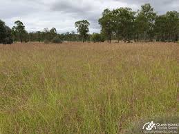 Image result for Bothriochloa bladhii