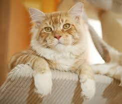 Sometimes, they would shower you with their love while sometime, they would treat you like a dead person. How To Show Your Cat You Love Her According To Your Cat