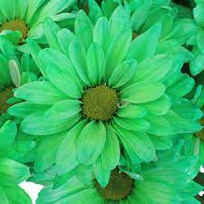 We can make a complete matching range in this design and colour. Mint Green Daisy Flower Enhanced Fiftyflowers Com