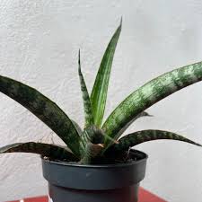 Image result for Sansevieria trifasciata