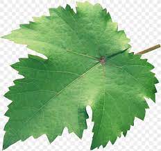 It helps to improve the digestive function and absorb the food well to get its nutrient. Grapevines Grape Leaves Plane Trees Leaf Png 2765x2594px Grapevines Family M Invest Doo Grape Leaves Grapevine