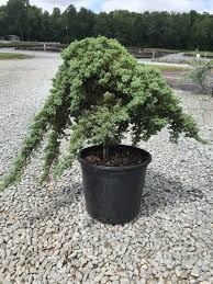 Complete japanese blueberry tree care guide. 1 Gallon Juniperus Procumbens Nana Dwarf Japanese Garden Juniper Is Pixies Gardens