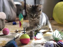 Best pet insurance 2019 : Best Cat Toys Of 2019 Figo Pet Insurance