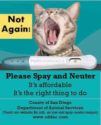 Great Spay Neuter Ad Animal Shelter Fancy Cats Dog Daycare