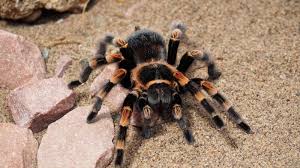 free tarantula high quality wallpaper id brazilian