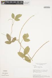 Image result for Teramnus uncinatus