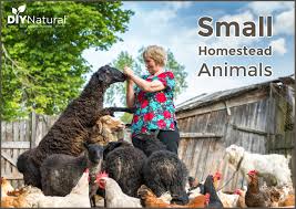 We did not find results for: Small Farm Animals Livestock Choices For My Half Acre Homestead