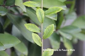 Image result for Vernonia hirsuta