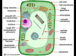 The shape, size and structure of cells go along. Animal Cell Labeled Ks3 Shefalitayal