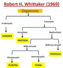 8 Chart Image Biology Kingdom Classification Chart Www