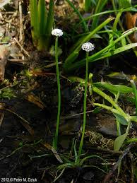 Image result for Eriocaulon transvaalicum