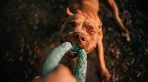 Pitbulls are known for being tough on their chew toys, chewing through even the seemingly most durable pitbull toys in no time flat. Best Dog Toys For Pitbulls Ratings Reviews January 2021