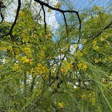 Image result for Parkinsonia africana