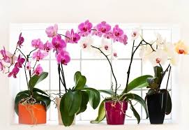 We did not find results for: 22 Types Of Orchids With Pictures How To Care For Them