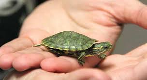 Best Pet Turtles That Stay Small And Cute With Pictures Turtleowner Com