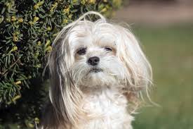 The skull is slightly rounded and the muzzle is not pointy. Bichon Frise Cream Photos Free Royalty Free Stock Photos From Dreamstime