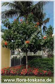 Cordia Sebestena Scharlachkordie Flora Toskana Die Pflanzenwelt Des Sudens Baume Pflanzen Bluhende Baume Pflanzen