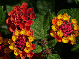 Maybe you would like to learn more about one of these? 15 Different Types Of Lantana All Lantana Varieties Plantsnap