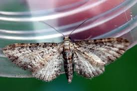 Image result for Eupithecia subumbrata