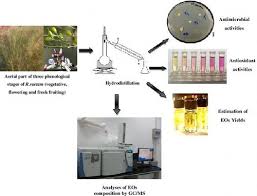 Image result for Heteropyxis dehniae