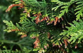 Image result for kabatina thujae