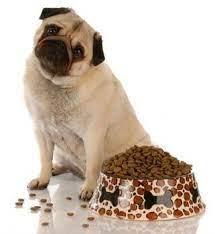 Akan tetapi, hanya ada beberapa jenis jagung yang cukup populer untuk dibudidayakan dan dikonsumsi. Jagung Dalam Dog Food Kesehatan Anjing Anjingkita Com