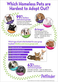 Pin On How To Help Shelter Pets