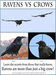 With so much being said about the differences between a raven a crow, you must be aware by now about how to distinguish between the two birds. Watch Ravens Vs Crows Prime Video