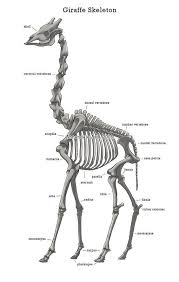 Pin On Anatomy