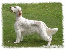 Parents have been excellent family dogs and hunters. About The English Setter